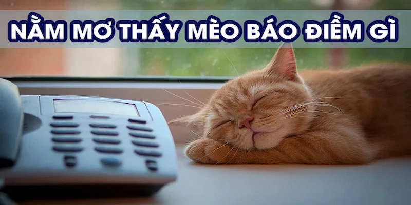 Thấy mèo con trong mơ - Dấu hiệu của tình yêu thương