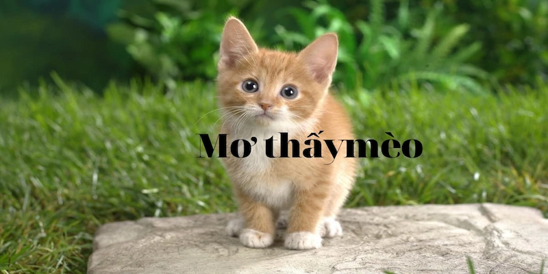 Những tình huống đặc biệt khi mơ thấy mèo